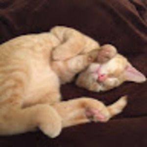 Meet your Posher, Joshua